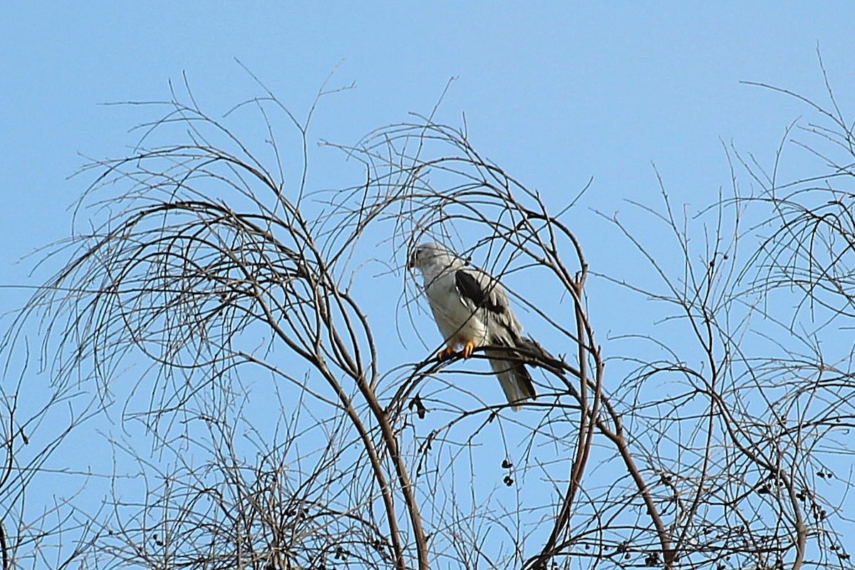 Weißschwanzaar - ML642307162