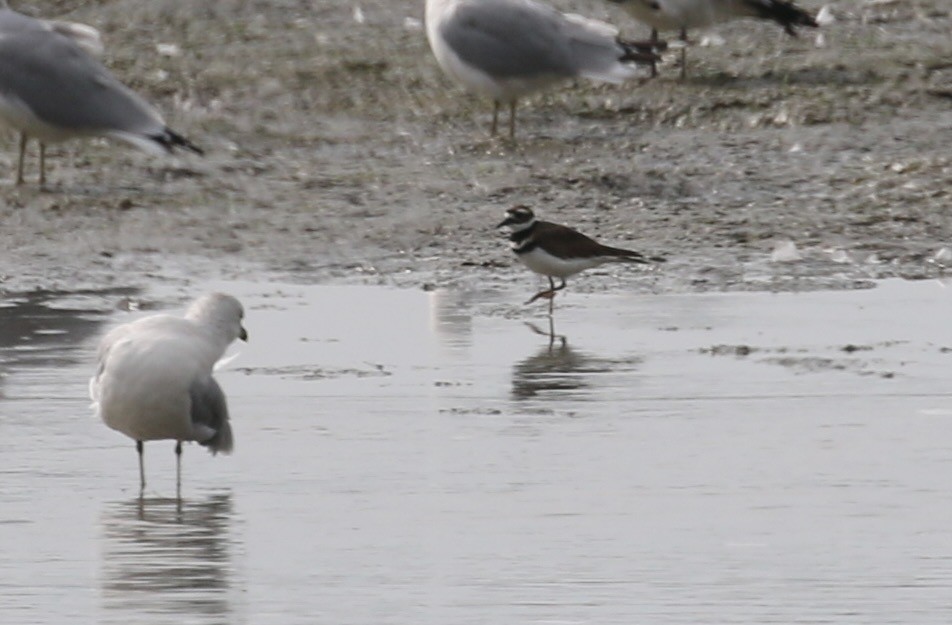 Killdeer - ML642307189
