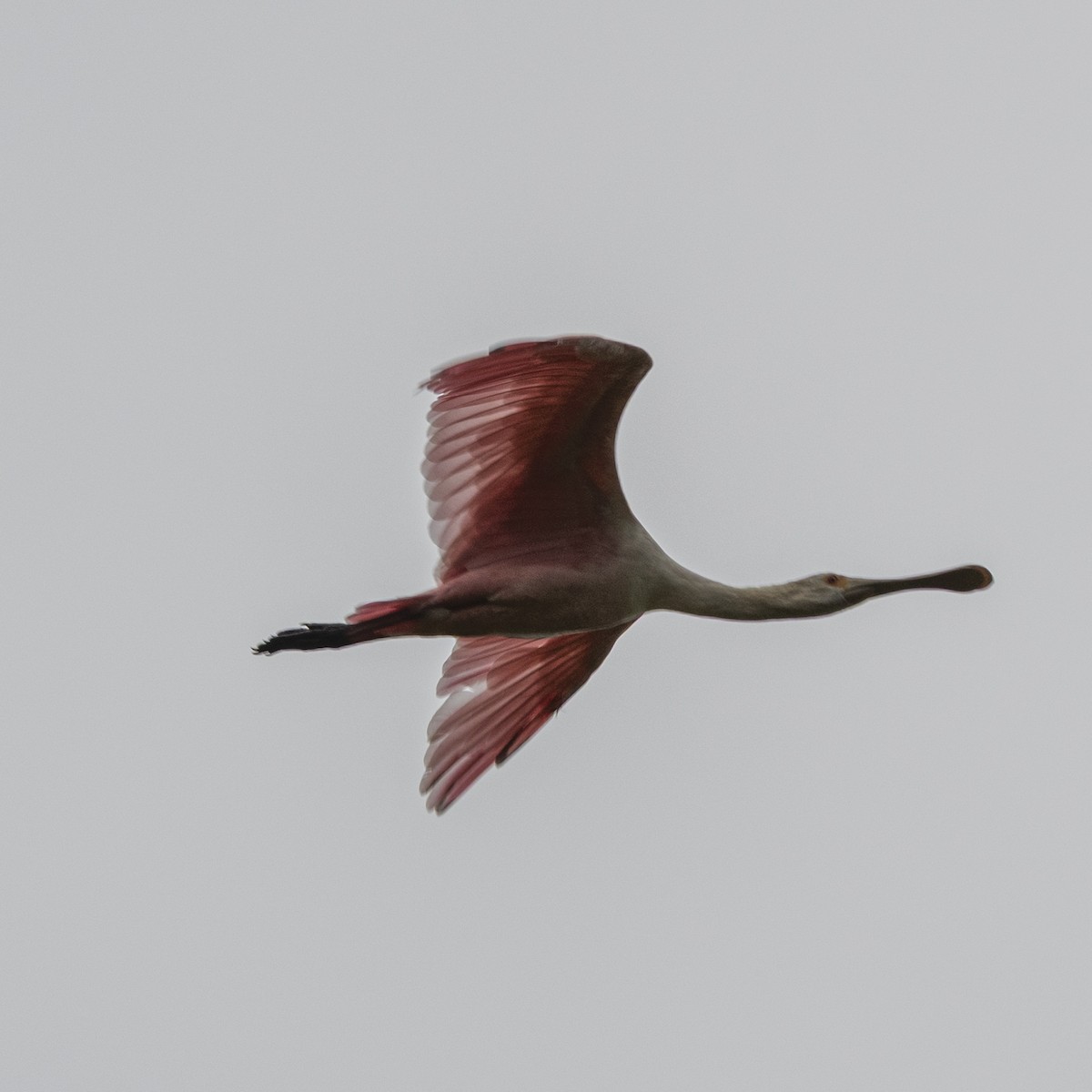 Roseate Spoonbill - ML642307192