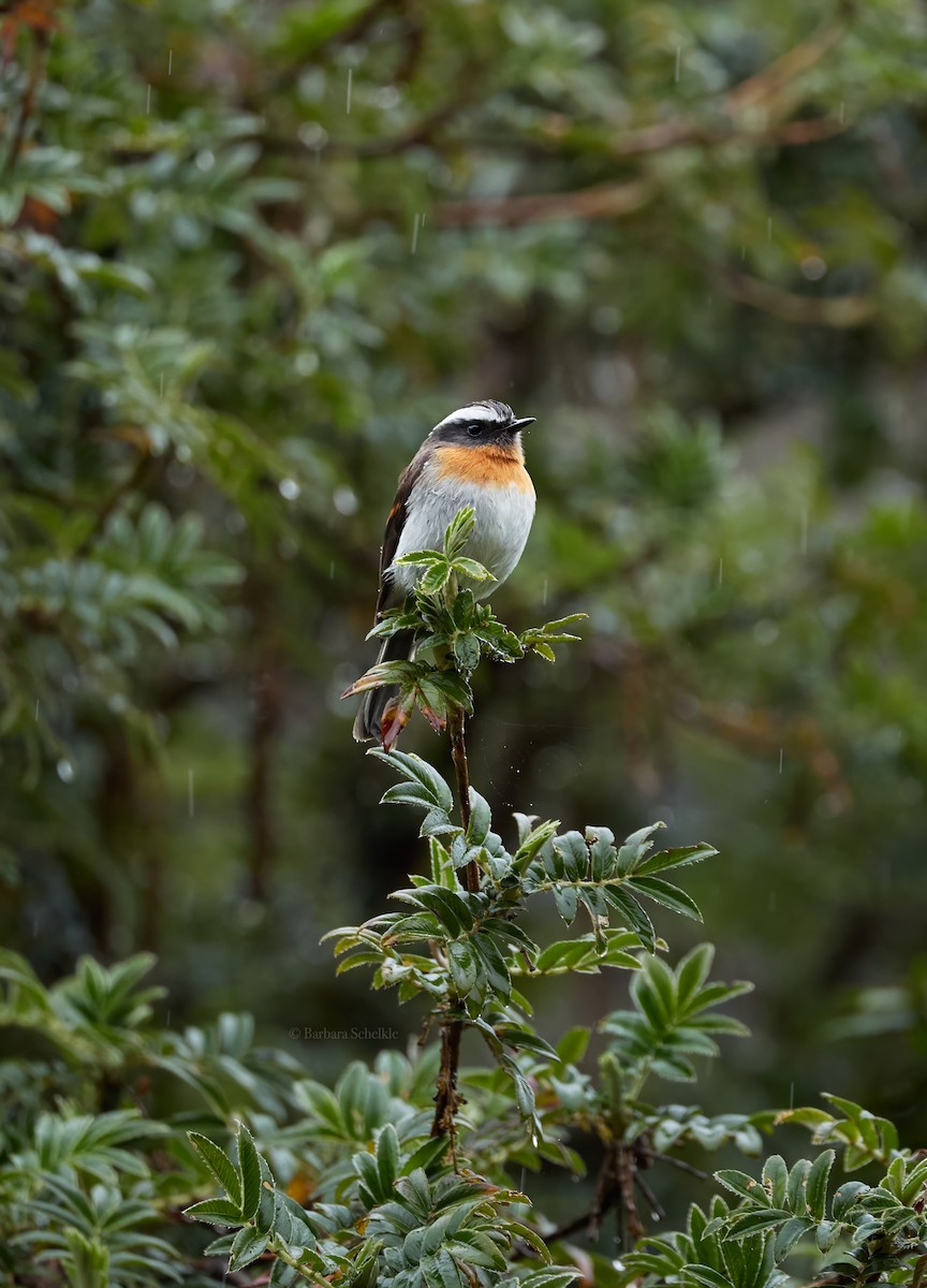 Rufous-breasted Chat-Tyrant - ML642307193