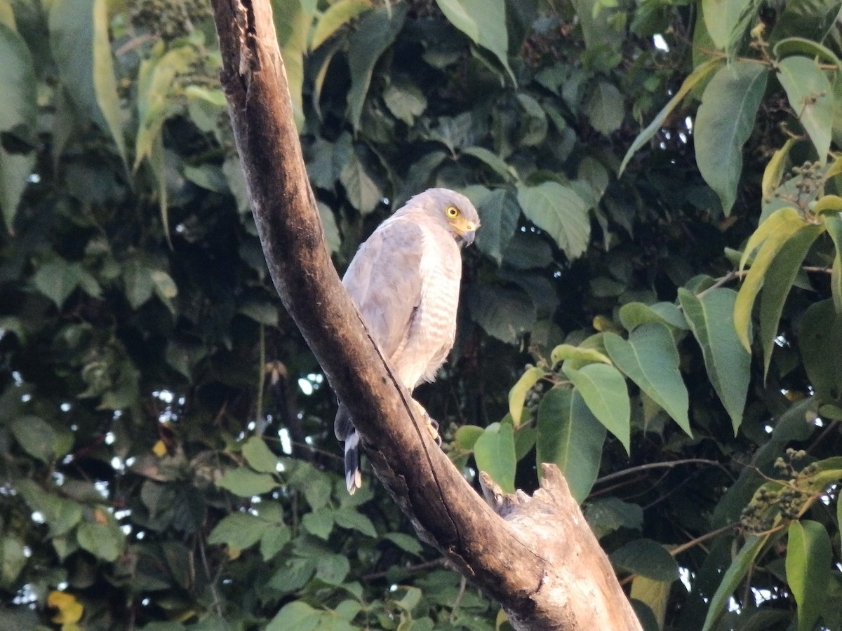 Roadside Hawk - ML642307199
