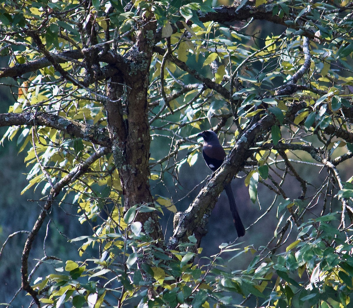 Gray Treepie - ML642307201