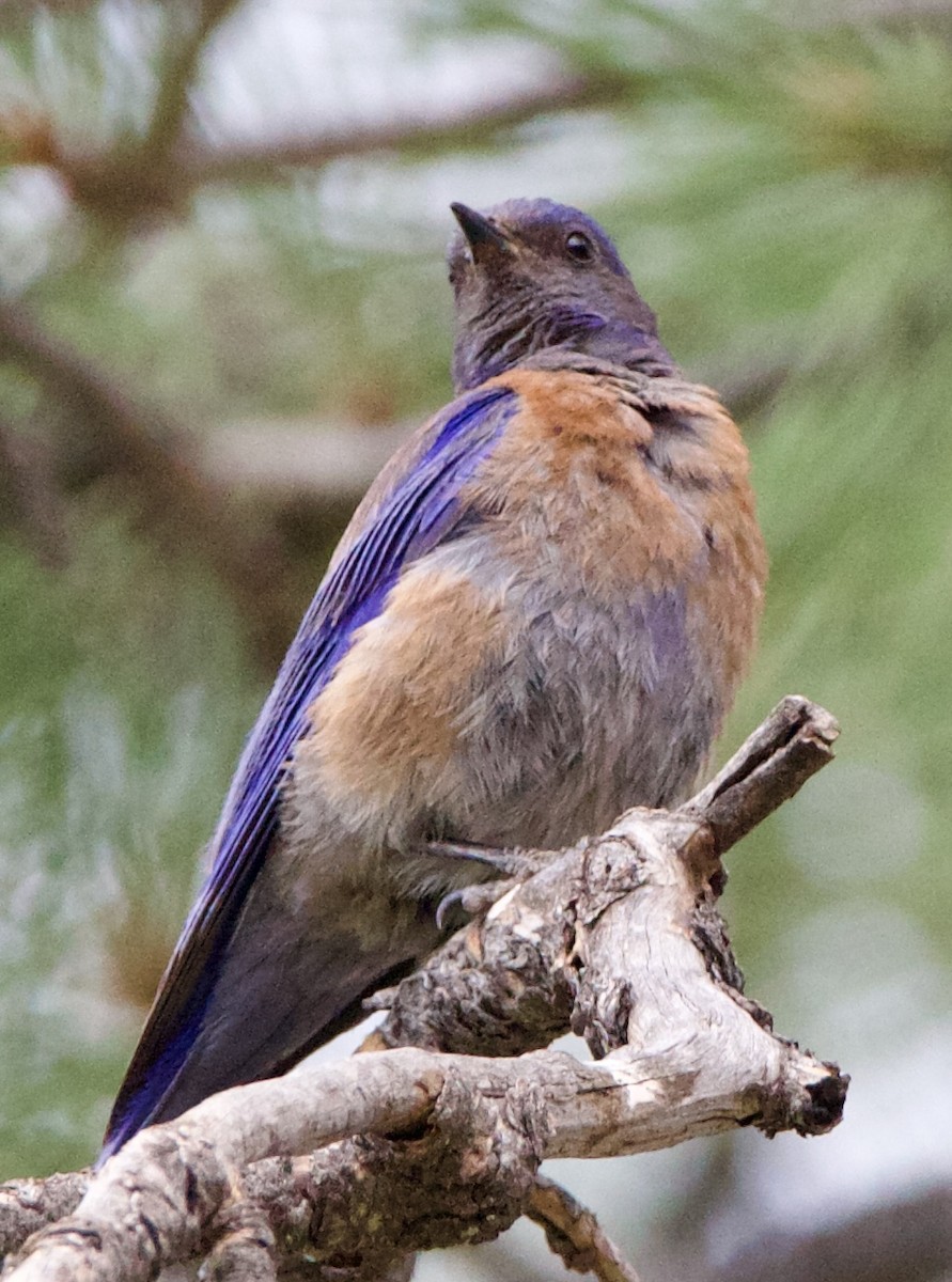 Western Bluebird - ML642307202