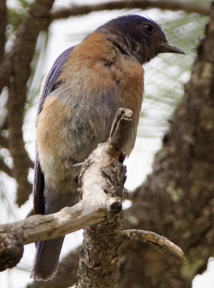 Western Bluebird - ML642307203