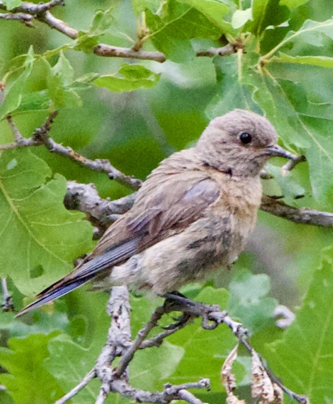 Western Bluebird - ML642307206