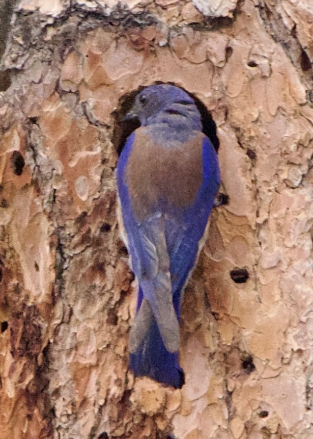 Western Bluebird - ML642307208