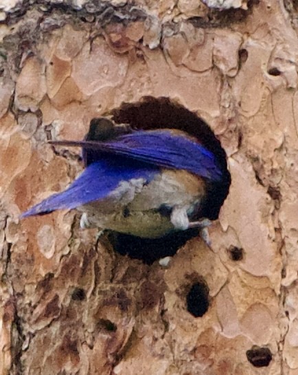 Western Bluebird - ML642307209