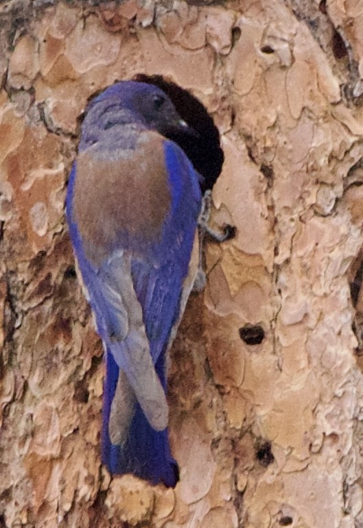 Western Bluebird - ML642307210