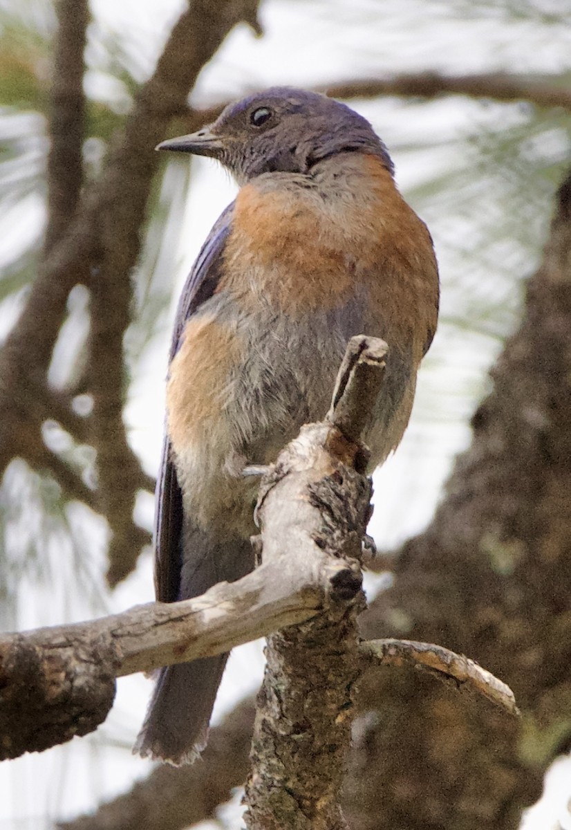 Western Bluebird - ML642307212