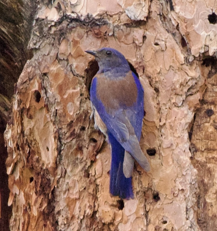 Western Bluebird - ML642307213
