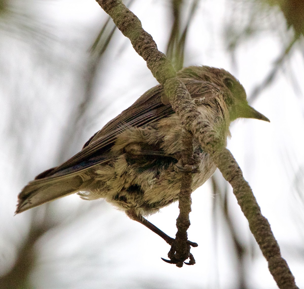 Western Bluebird - ML642307214