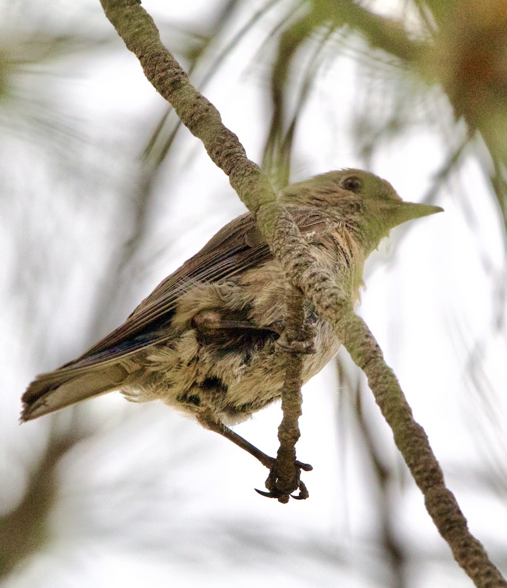 Western Bluebird - ML642307215
