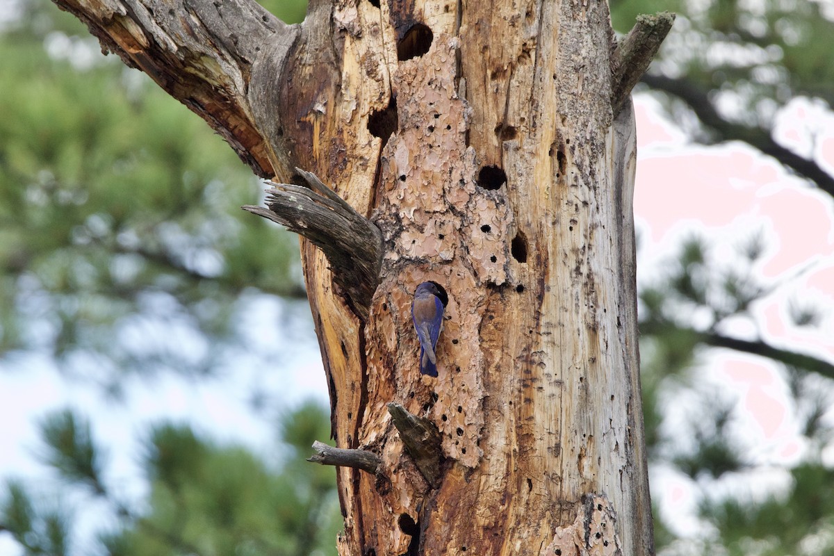 Western Bluebird - ML642307219