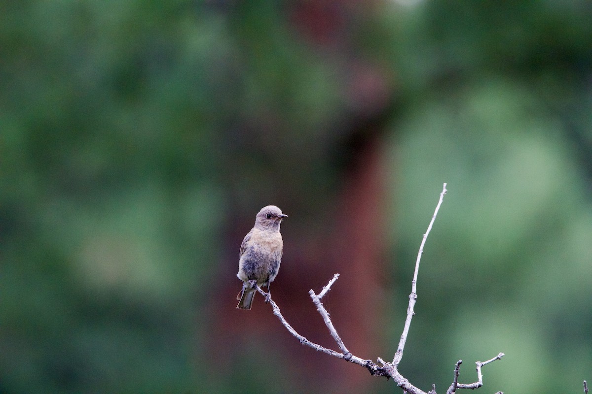 Western Bluebird - ML642307220