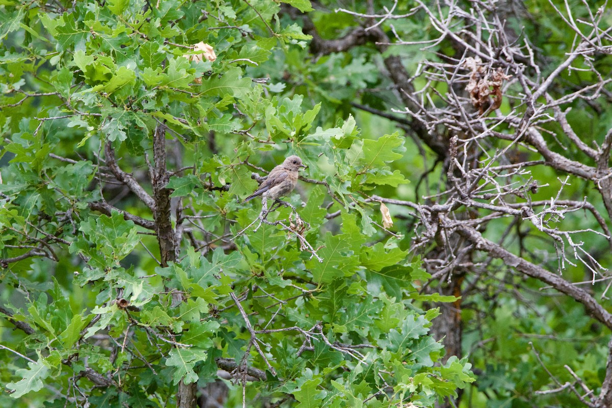 Western Bluebird - ML642307221