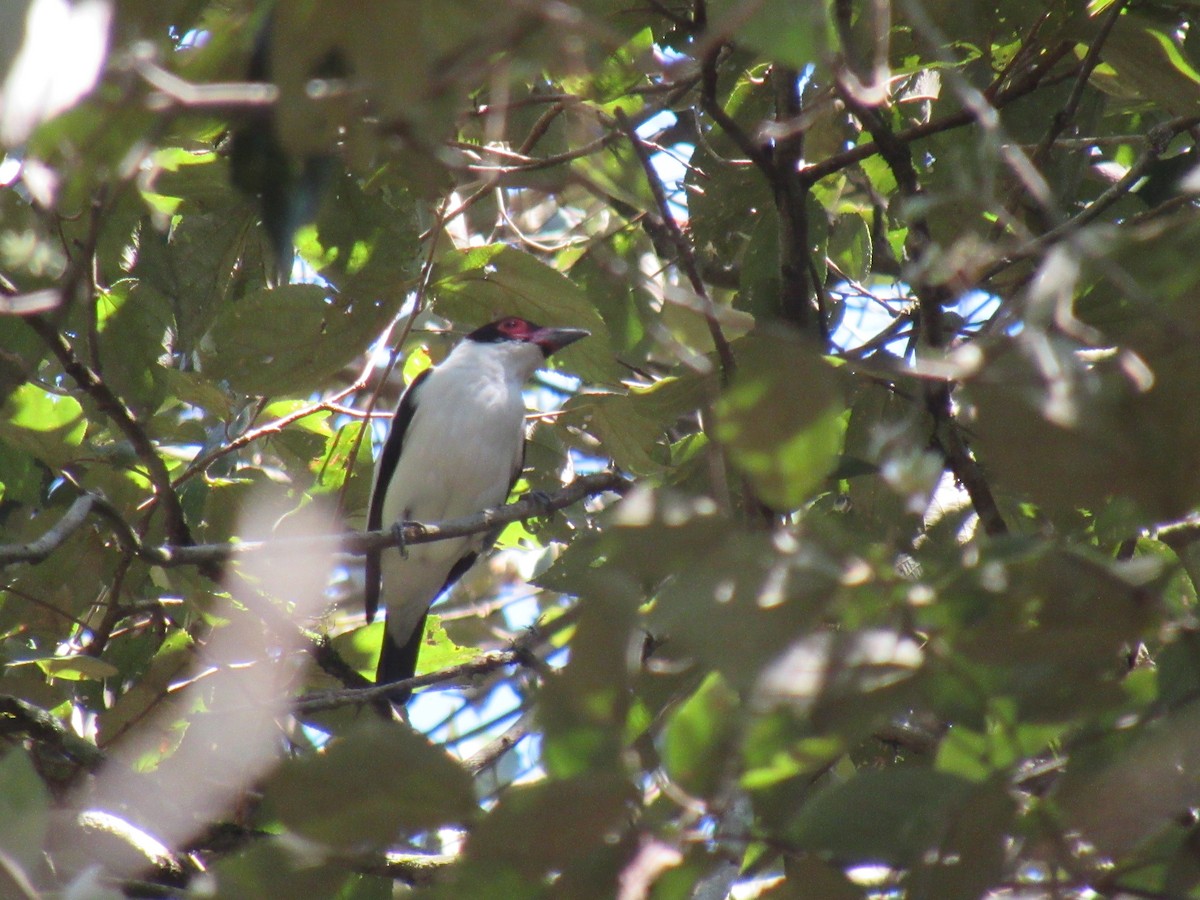 Black-tailed Tityra - ML642307225