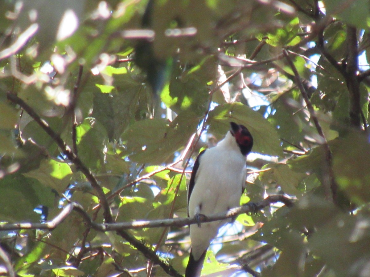 Black-tailed Tityra - ML642307226