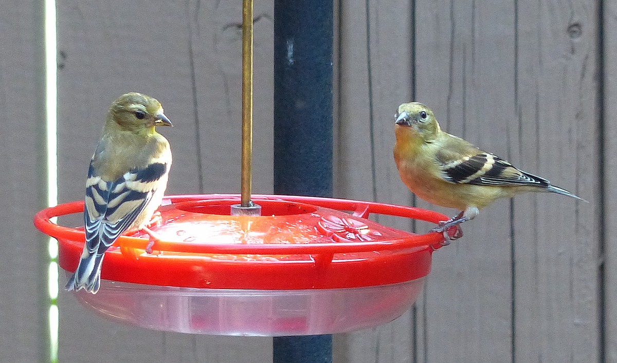 American Goldfinch - ML642307227