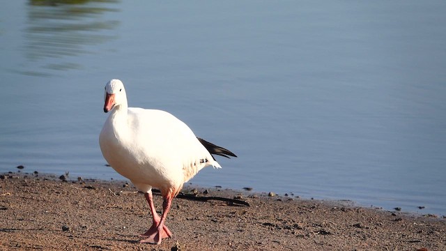 Snow Goose - ML642307228