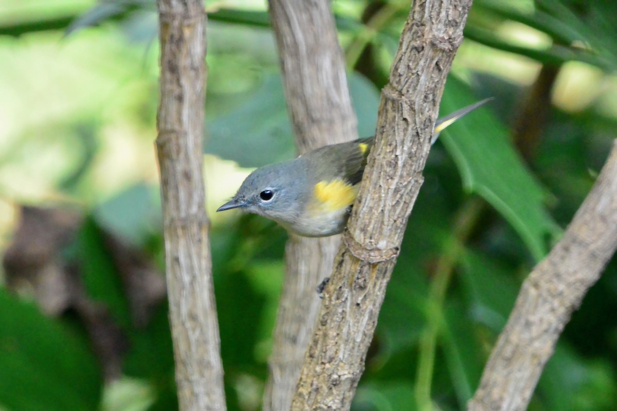 American Redstart - ML642307229