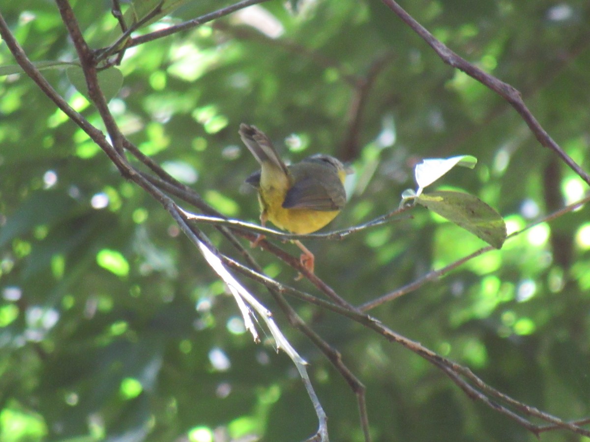 Golden-crowned Warbler - ML642307234