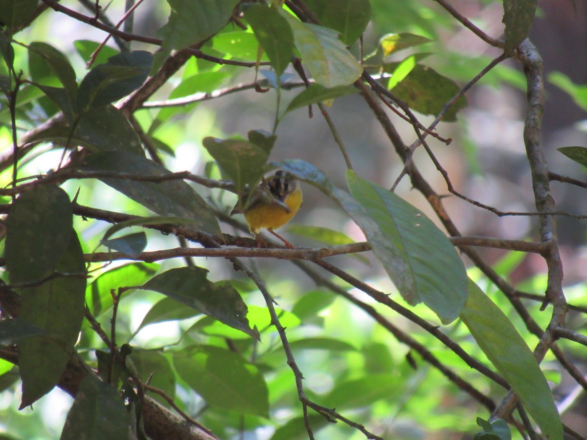 Golden-crowned Warbler - ML642307236