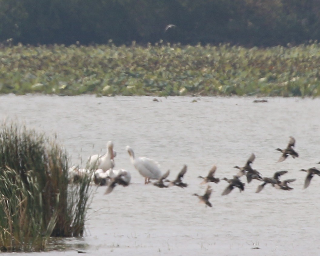 American White Pelican - ML642307243