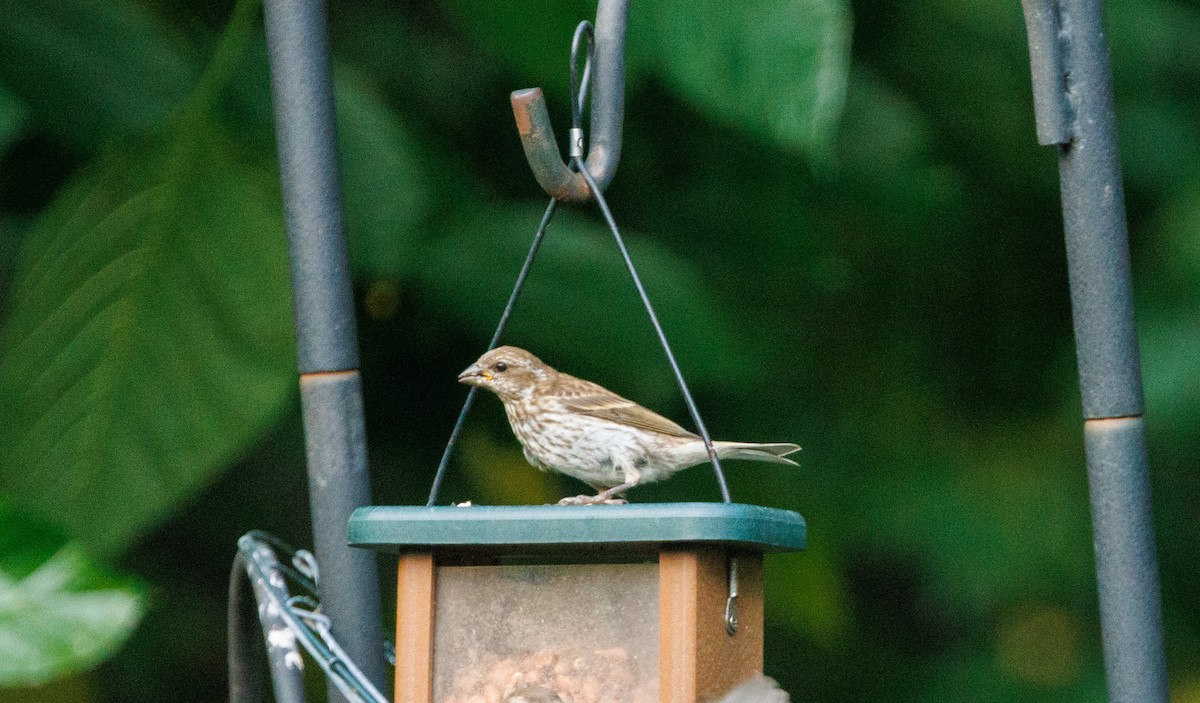 Purple Finch - ML642307244