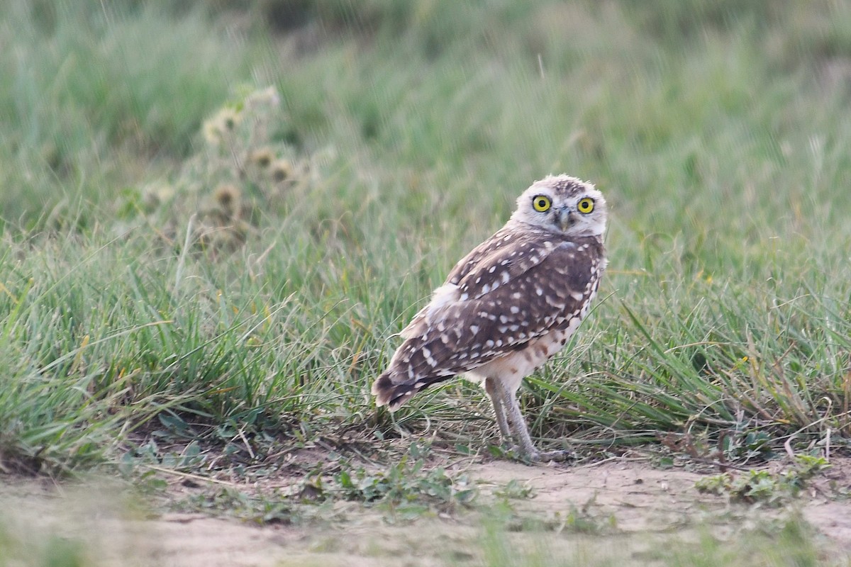 Burrowing Owl - ML642307248