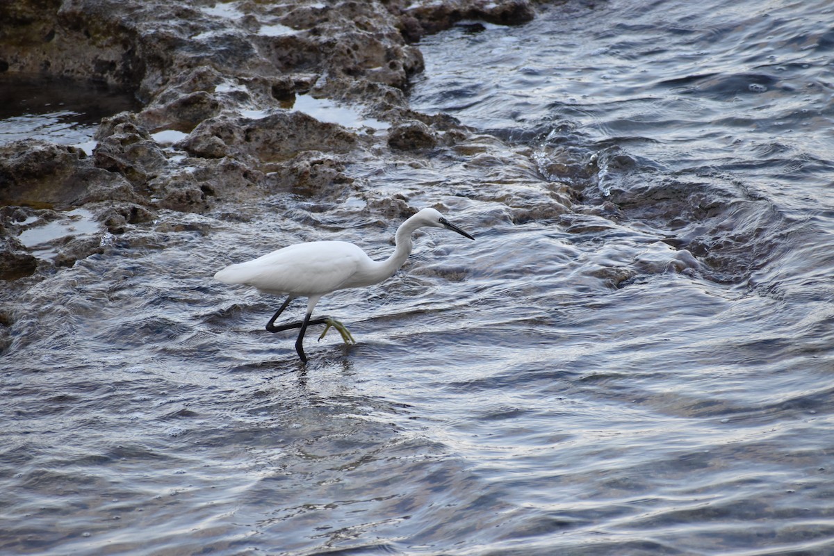 Little Egret - ML642307273