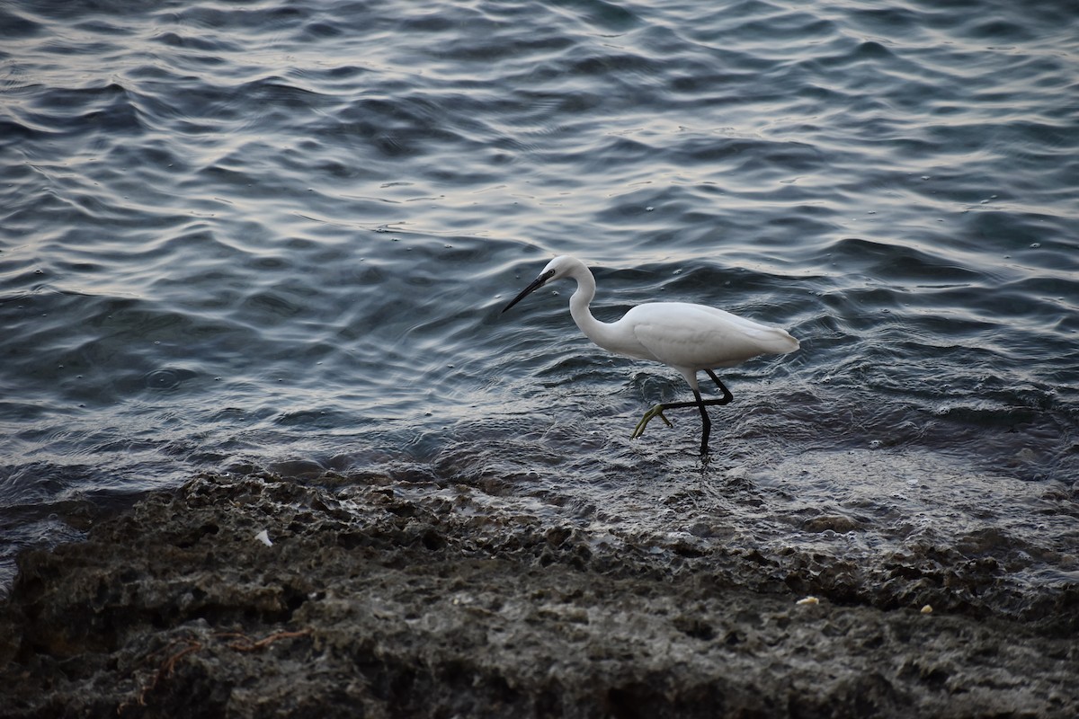 Little Egret - ML642307274