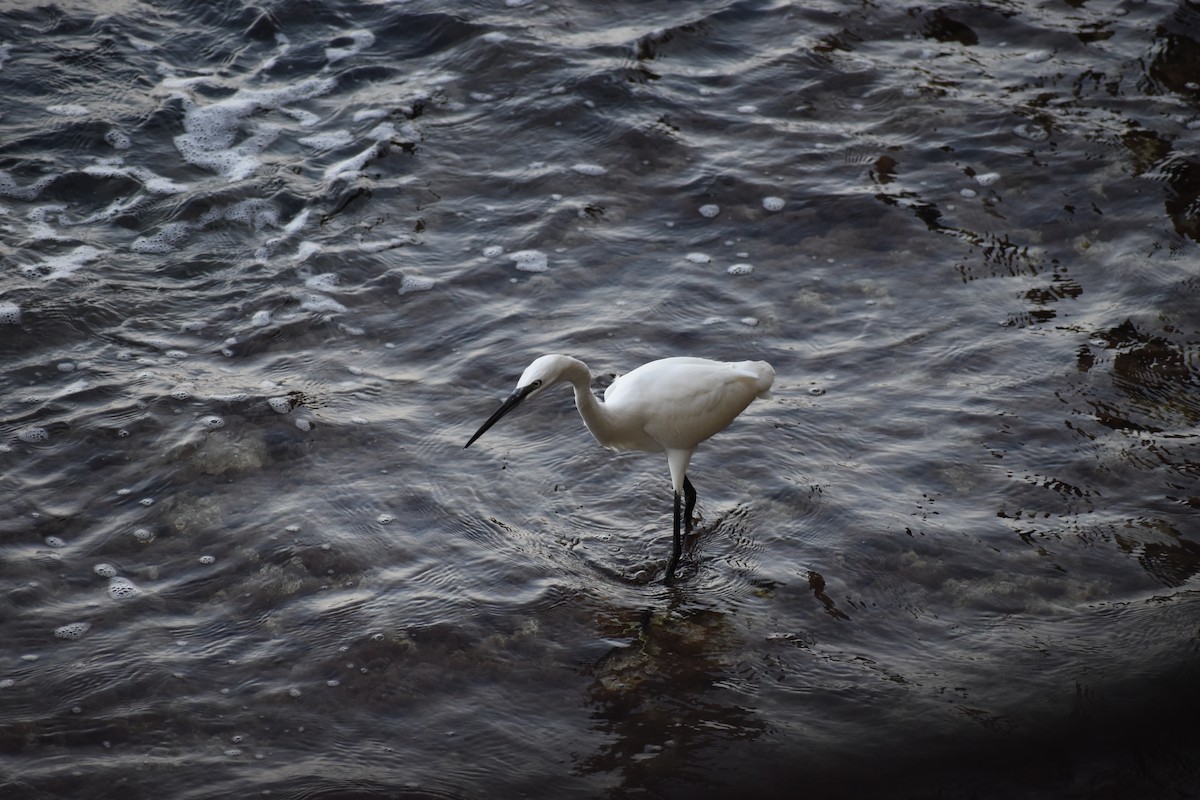 Little Egret - ML642307275