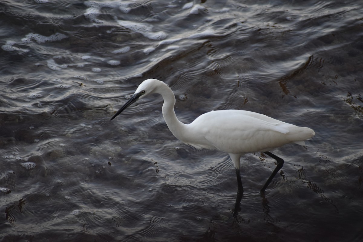 Little Egret - ML642307277