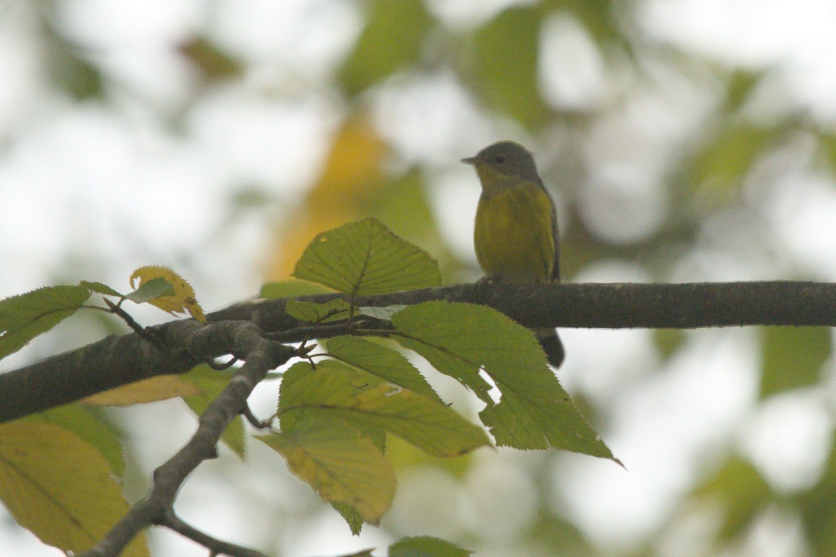 Magnolia Warbler - ML642307278