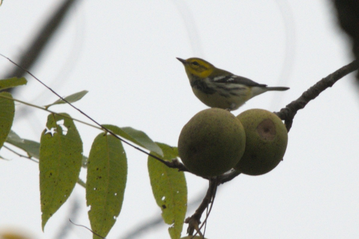 Black-throated Green Warbler - ML642307309