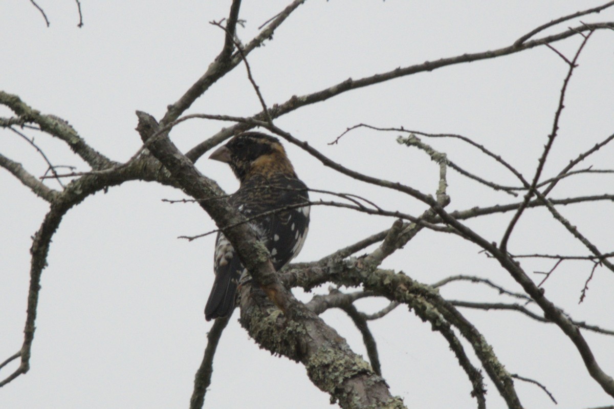Rose-breasted Grosbeak - ML642307348