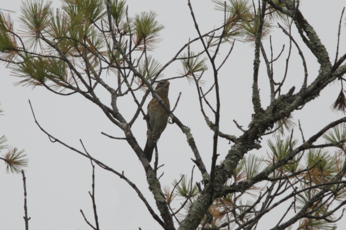 Rose-breasted Grosbeak - ML642307349
