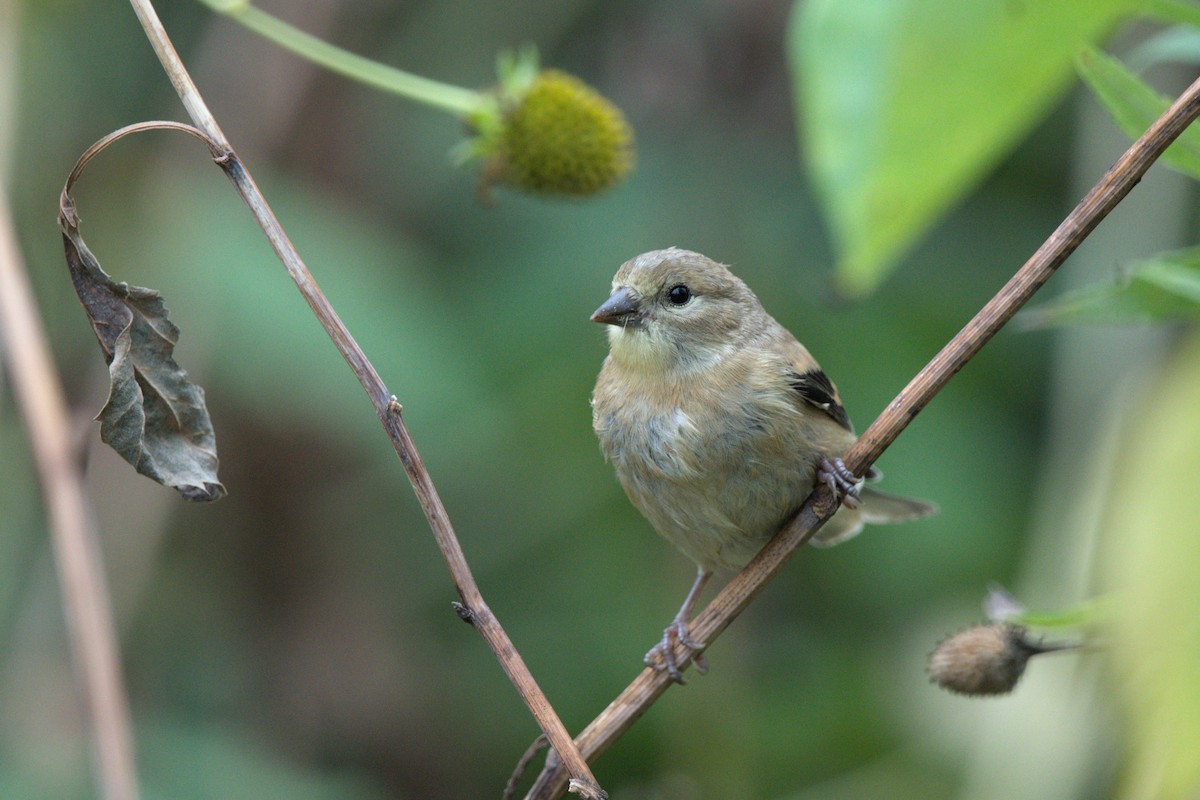 American Goldfinch - ML642307362