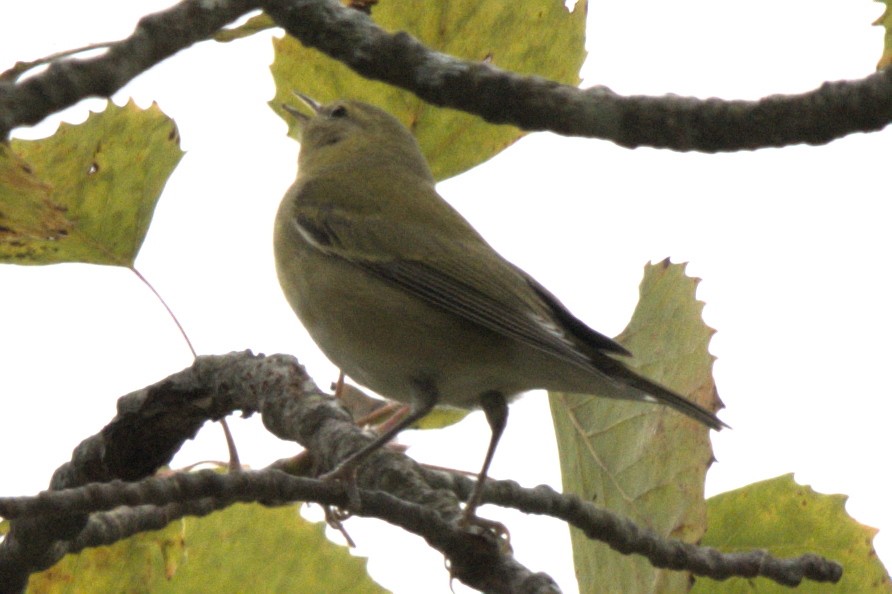 Brauenwaldsänger - ML642307373
