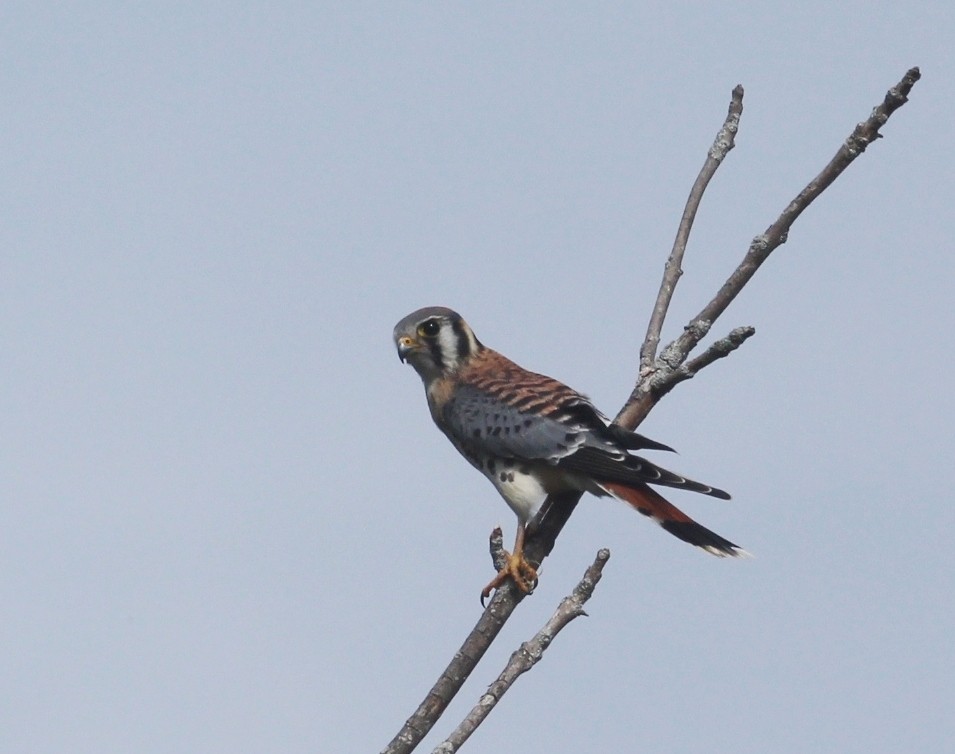 American Kestrel - ML642307376