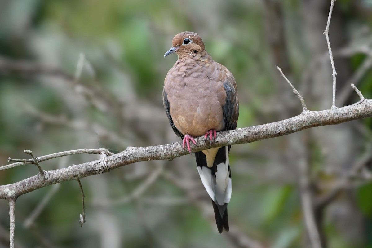 Mourning Dove - ML642307384