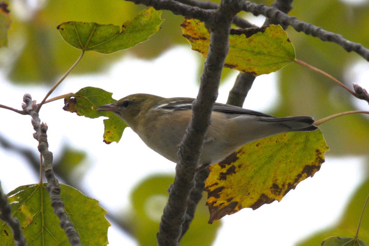 Bay-breasted Warbler - ML642307386