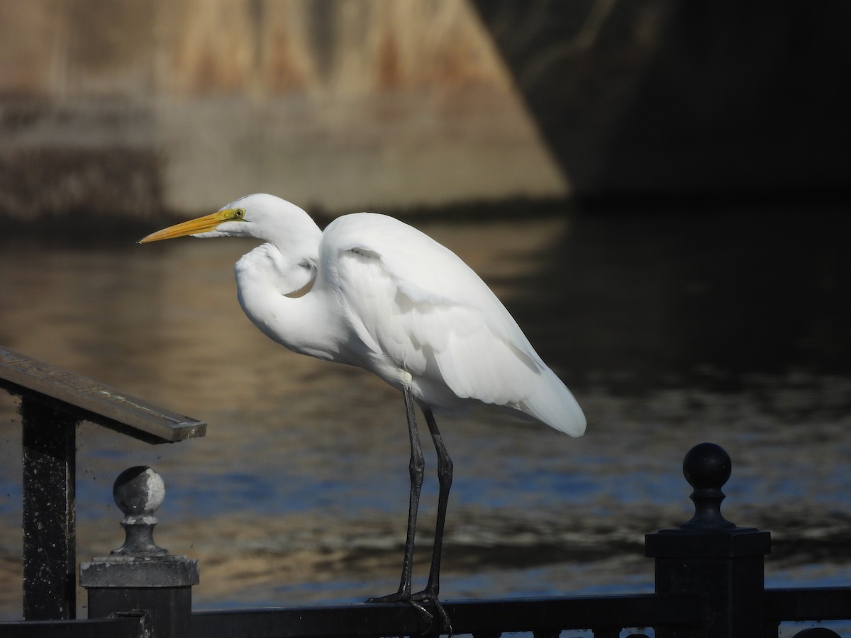 Grande Aigrette - ML642307395