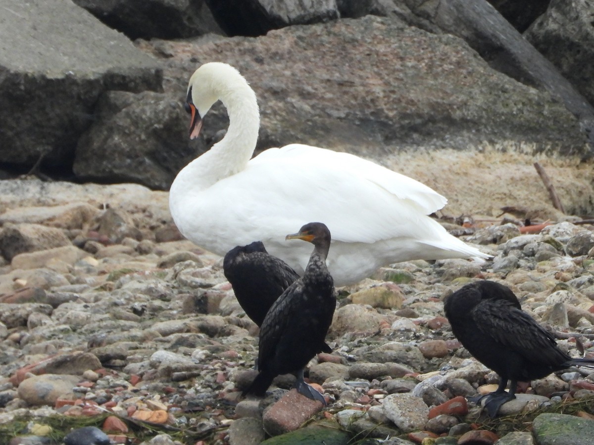 Cygne tuberculé - ML642307409