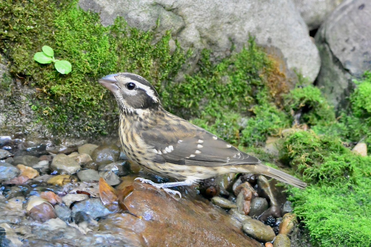 Cardinal à poitrine rose - ML642307418