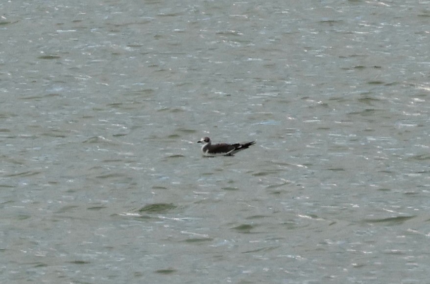 Mouette de Sabine - ML642307419