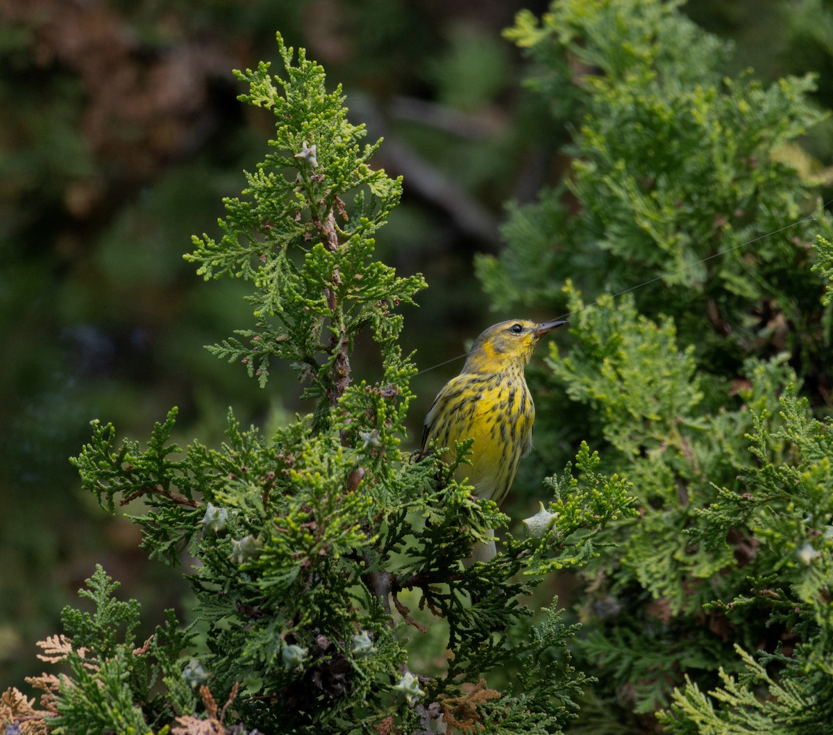 Paruline tigrée - ML642307421