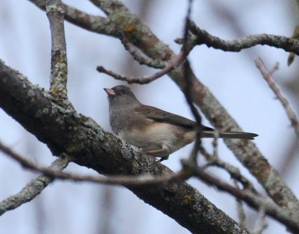 Junco ardoisé - ML642307427