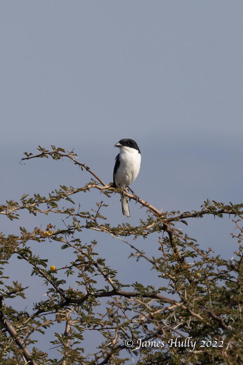 Pie-grièche de Somalie - ML642307433