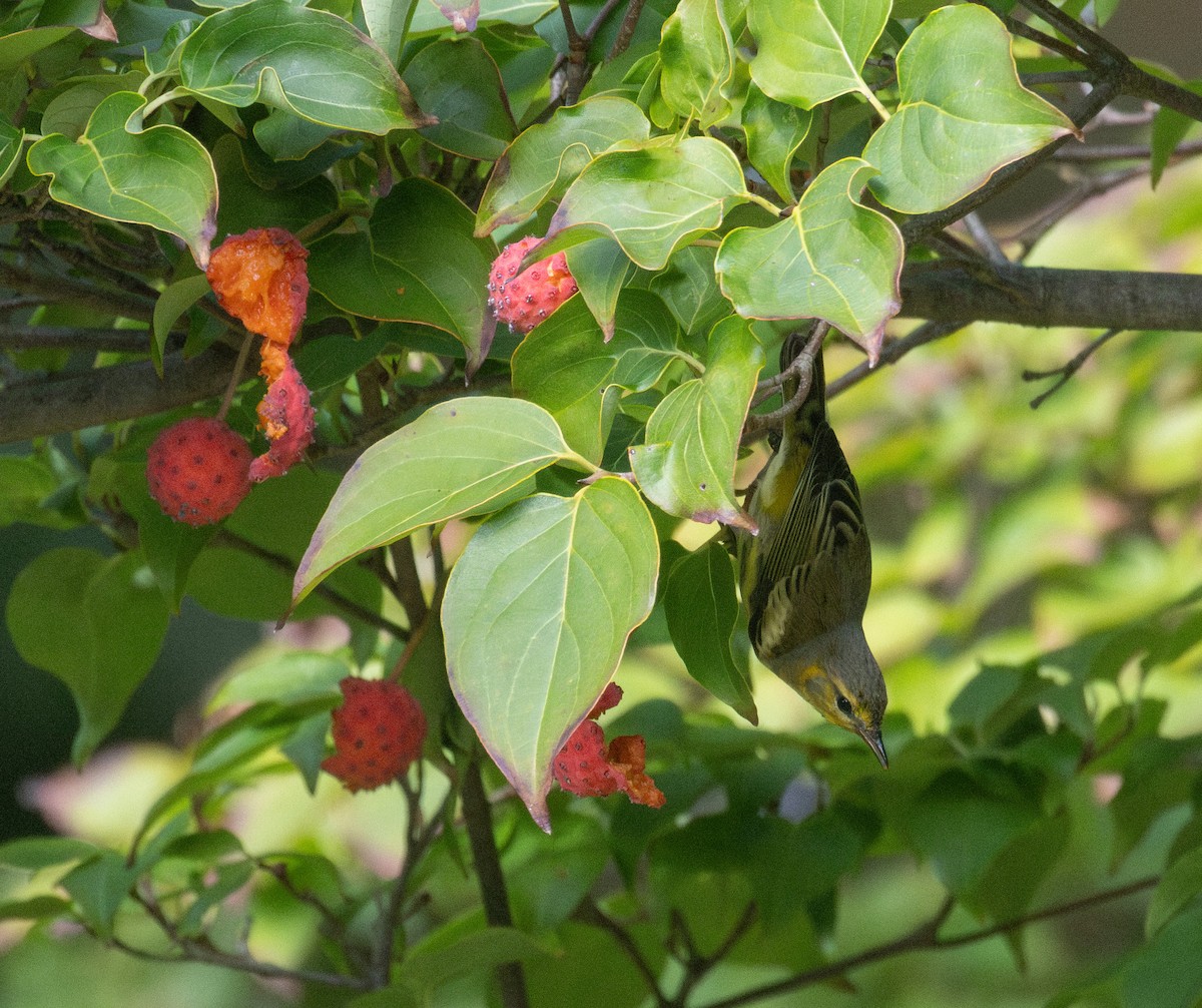 Cape May Warbler - ML642307447
